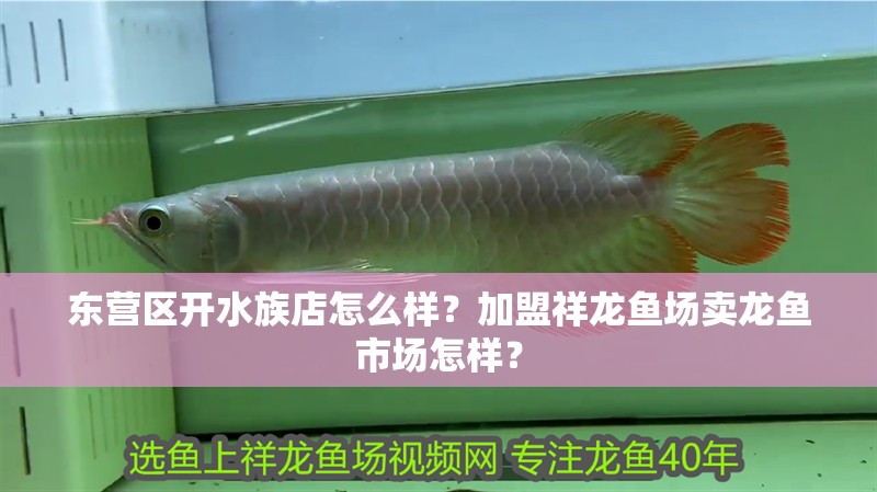 東營區開水族店怎么樣？加盟祥龍魚場賣龍魚市場怎樣？
