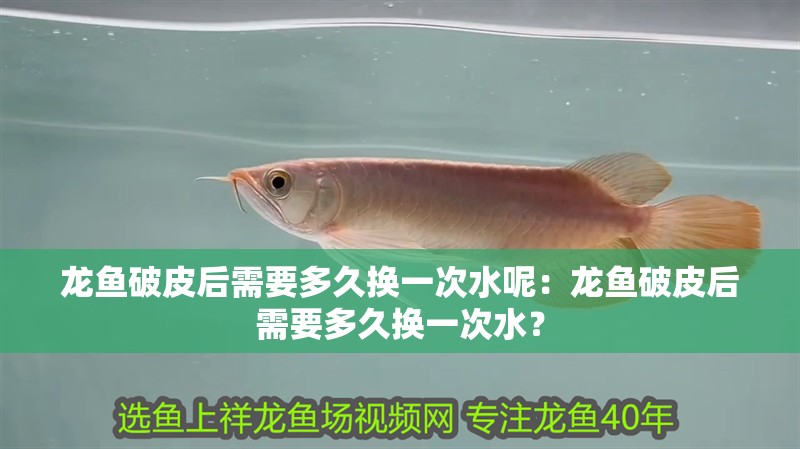 龍魚破皮后需要多久換一次水呢：龍魚破皮后需要多久換一次水？