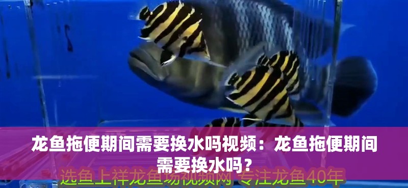 龍魚拖便期間需要換水嗎視頻：龍魚拖便期間需要換水嗎？