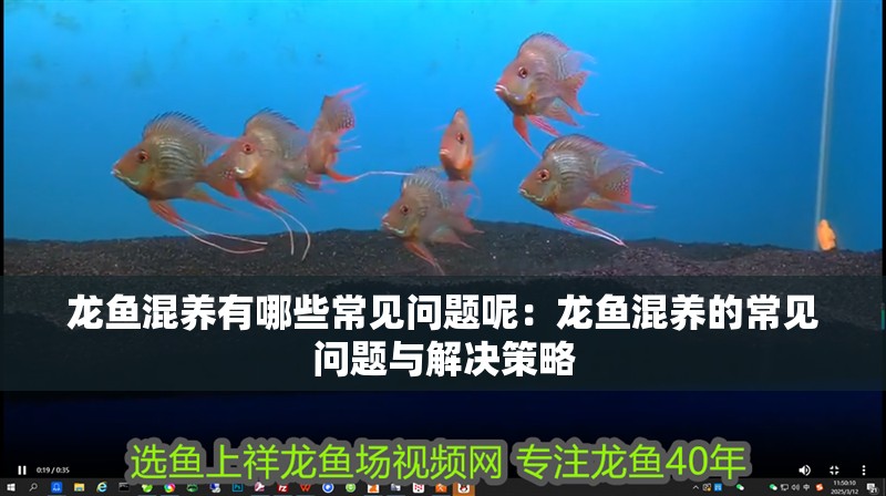 龍魚混養(yǎng)有哪些常見(jiàn)問(wèn)題呢：龍魚混養(yǎng)的常見(jiàn)問(wèn)題與解決策略