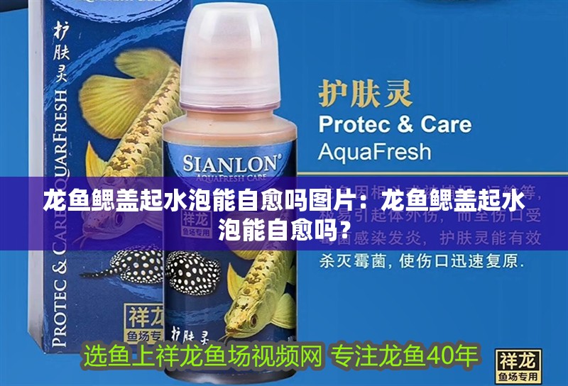 龍魚鰓蓋起水泡能自愈嗎圖片：龍魚鰓蓋起水泡能自愈嗎？