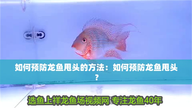 如何預防龍魚甩頭的方法：如何預防龍魚甩頭？