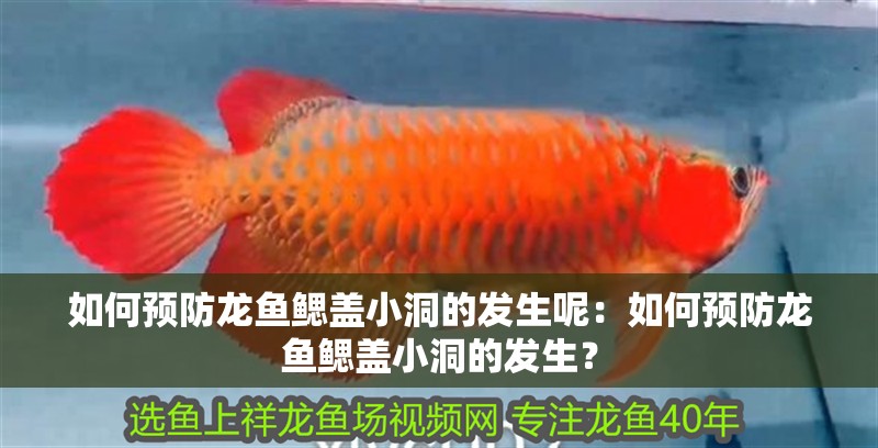 如何預(yù)防龍魚鰓蓋小洞的發(fā)生呢：如何預(yù)防龍魚鰓蓋小洞的發(fā)生？
