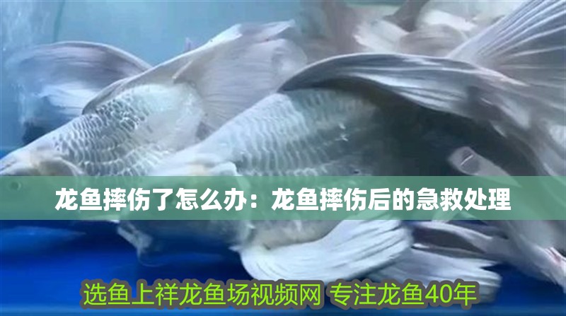 龍魚摔傷了怎么辦：龍魚摔傷后的急救處理