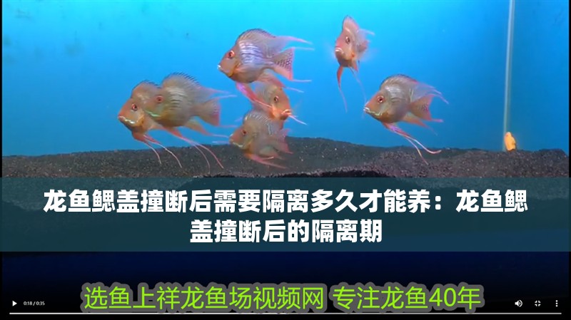 龍魚鰓蓋撞斷后需要隔離多久才能養：龍魚鰓蓋撞斷后的隔離期