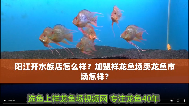 陽江開水族店怎么樣？加盟祥龍魚場賣龍魚市場怎樣？