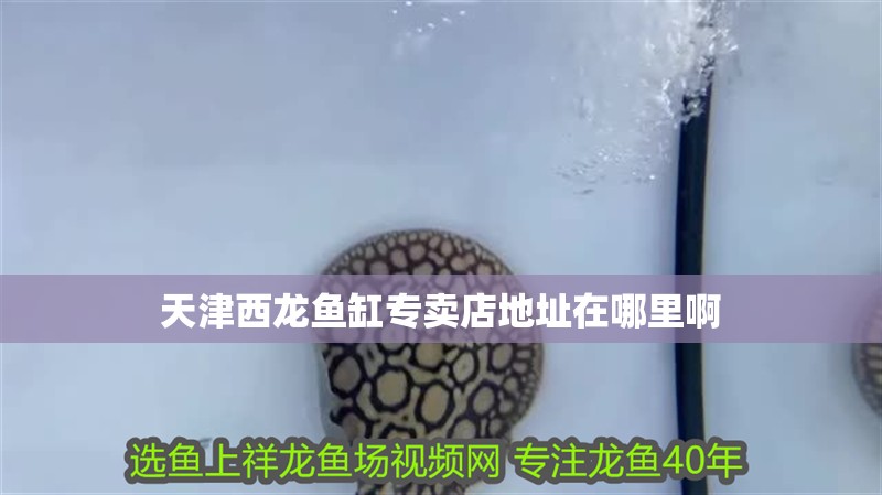 天津西龍魚缸專賣店地址在哪里啊 天津西龍魚缸專賣店地址在哪里啊 龍魚百科