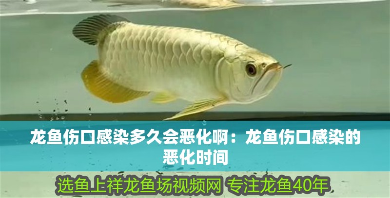 龍魚傷口感染多久會惡化啊：龍魚傷口感染的惡化時間