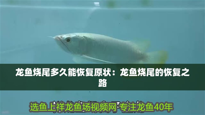龍魚燒尾多久能恢復(fù)原狀：龍魚燒尾的恢復(fù)之路
