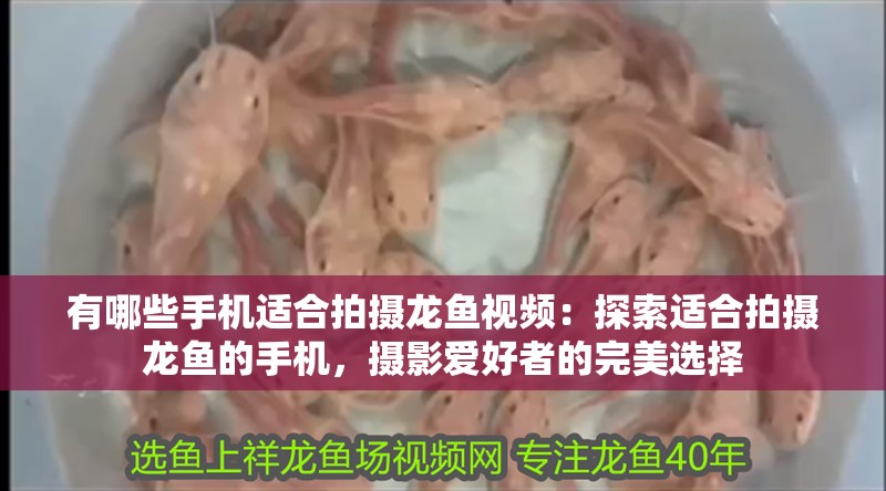 有哪些手機適合拍攝龍魚視頻：探索適合拍攝龍魚的手機，攝影愛好者的完美選擇