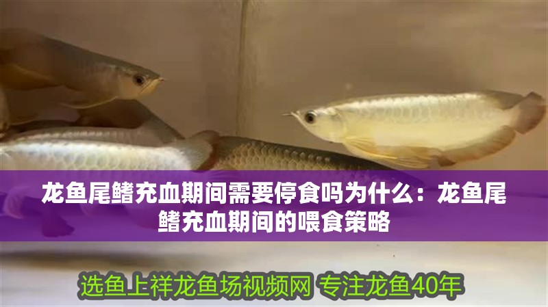 龍魚尾鰭充血期間需要停食嗎為什么：龍魚尾鰭充血期間的喂食策略