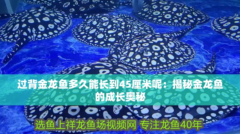 過背金龍魚多久能長到45厘米呢：揭秘金龍魚的成長奧秘