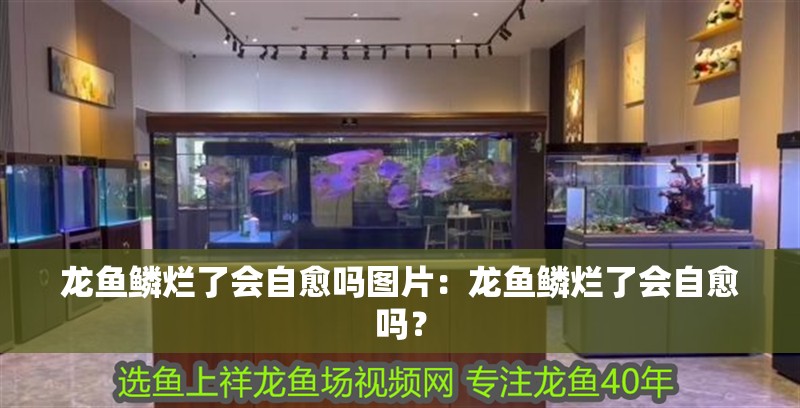 龍魚鱗爛了會自愈嗎圖片：龍魚鱗爛了會自愈嗎？