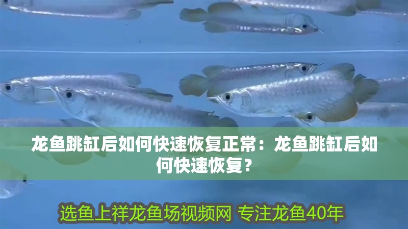龍魚跳缸后如何快速恢復正常：龍魚跳缸后如何快速恢復？