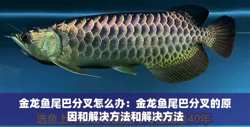 金龍魚尾巴分叉怎么辦：金龍魚尾巴分叉的原因和解決方法和解決方法