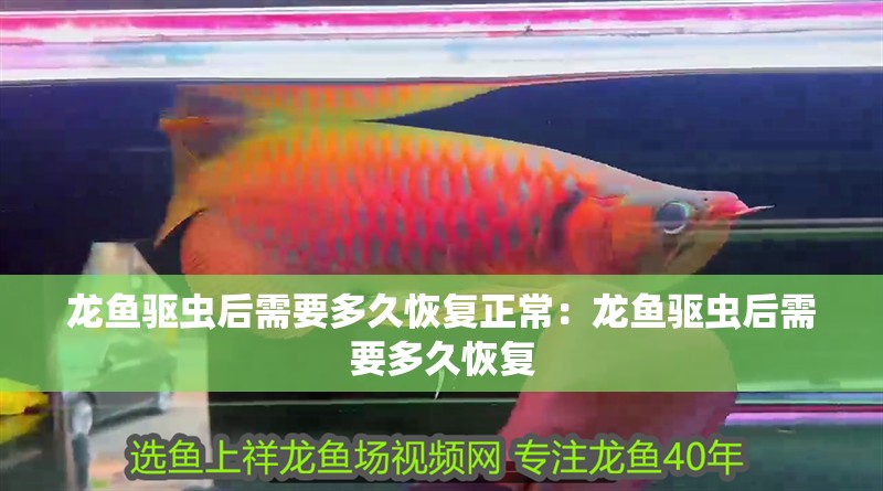 龍魚驅蟲后需要多久恢復正常：龍魚驅蟲后需要多久恢復