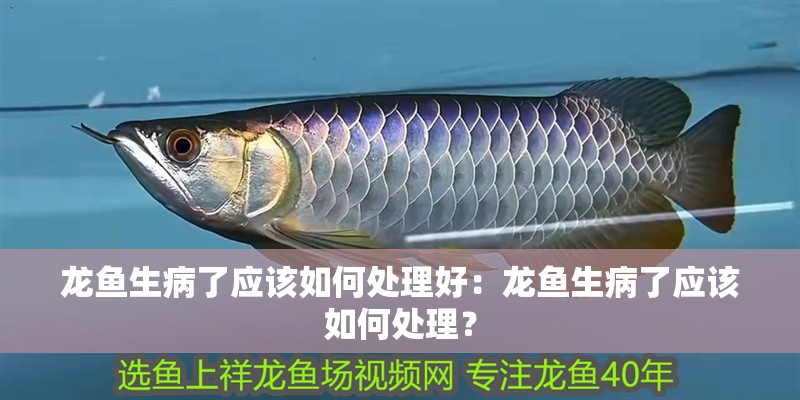 龍魚生病了應該如何處理好：龍魚生病了應該如何處理？