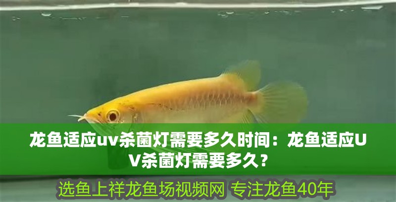 龍魚適應(yīng)uv殺菌燈需要多久時間：龍魚適應(yīng)UV殺菌燈需要多久？