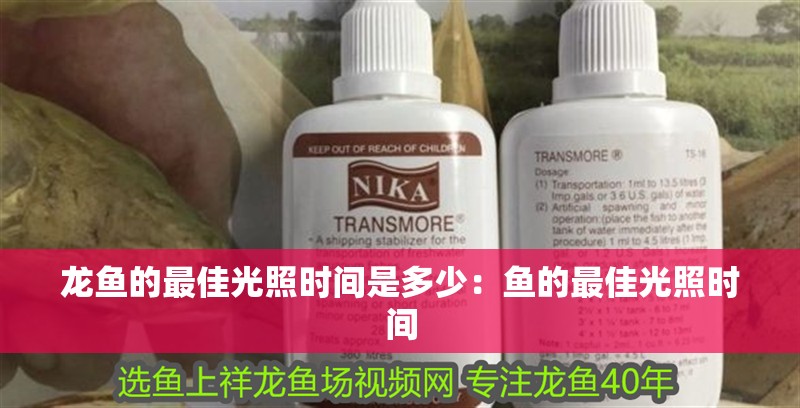 龍魚(yú)的最佳光照時(shí)間是多少：魚(yú)的最佳光照時(shí)間