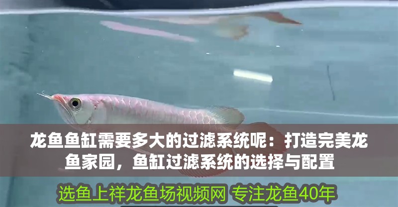 龍魚魚缸需要多大的過濾系統(tǒng)呢：打造完美龍魚家園，魚缸過濾系統(tǒng)的選擇與配置