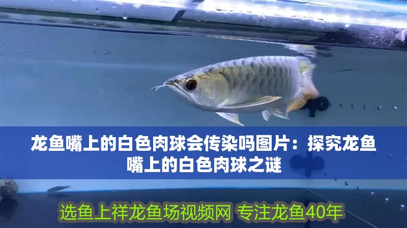 龍魚嘴上的白色肉球會傳染嗎圖片：探究龍魚嘴上的白色肉球之謎