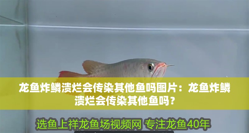 龍魚炸鱗潰爛會傳染其他魚嗎圖片：龍魚炸鱗潰爛會傳染其他魚嗎？
