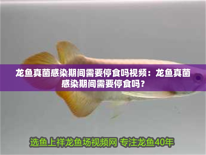 龍魚真菌感染期間需要停食嗎視頻：龍魚真菌感染期間需要停食嗎？