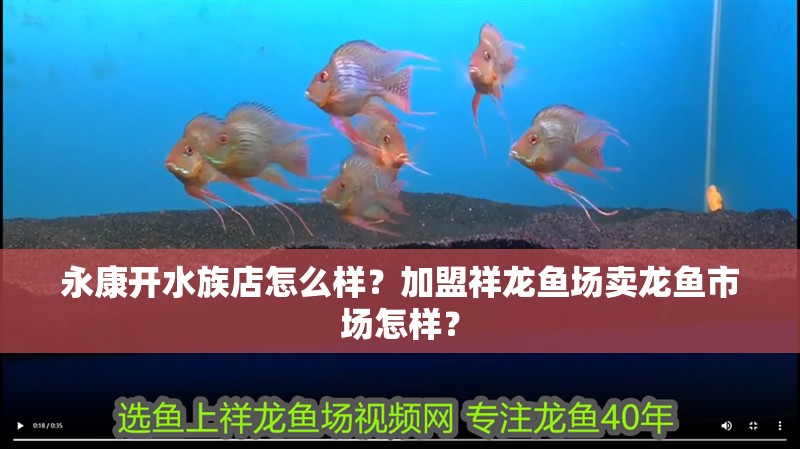 永康開水族店怎么樣？加盟祥龍魚場賣龍魚市場怎樣？