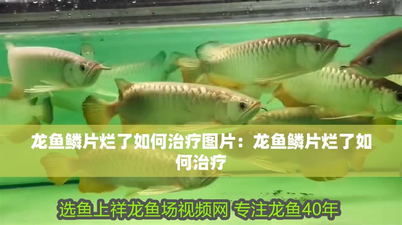 龍魚(yú)鱗片爛了如何治療圖片：龍魚(yú)鱗片爛了如何治療