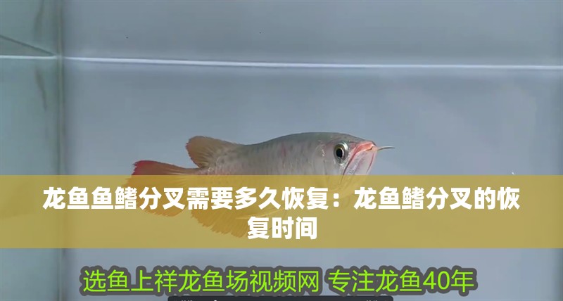 龍魚魚鰭分叉需要多久恢復：龍魚鰭分叉的恢復時間