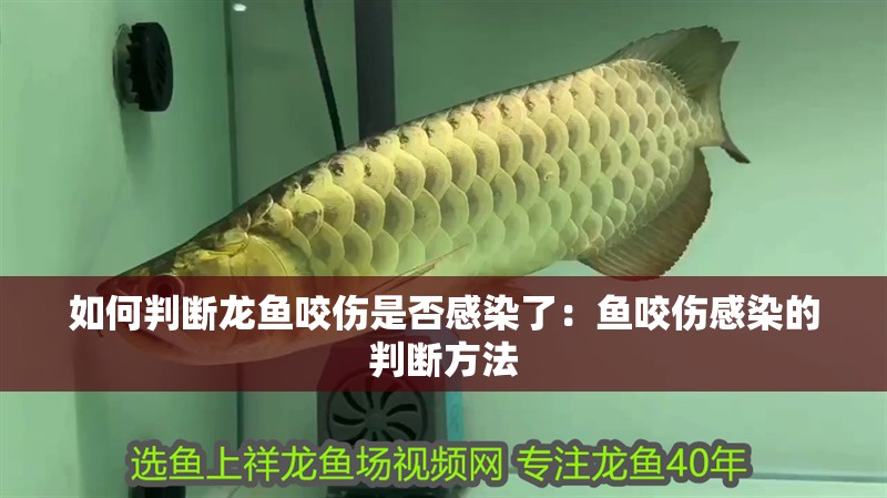 如何判斷龍魚咬傷是否感染了：魚咬傷感染的判斷方法