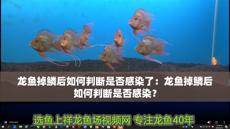 龍魚掉鱗后如何判斷是否感染了：龍魚掉鱗后如何判斷是否感染？