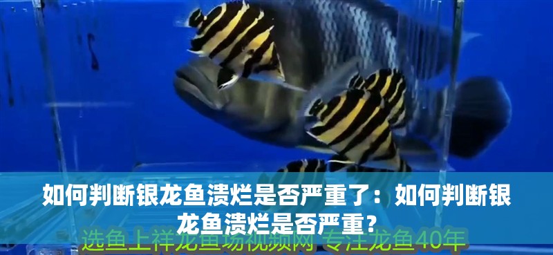 如何判斷銀龍魚潰爛是否嚴(yán)重了：如何判斷銀龍魚潰爛是否嚴(yán)重？