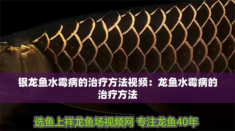 銀龍魚水霉病的治療方法視頻：龍魚水霉病的治療方法
