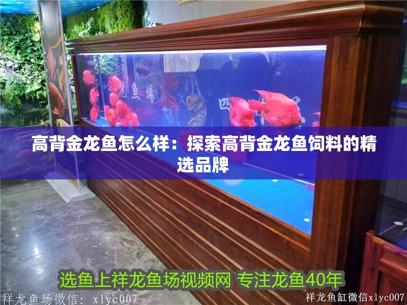 高背金龍魚怎么樣：探索高背金龍魚飼料的精選品牌