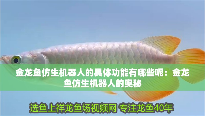 金龍魚仿生機器人的具體功能有哪些呢：金龍魚仿生機器人的奧秘
