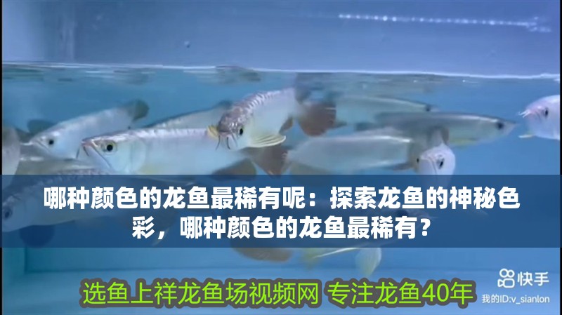 哪種顏色的龍魚最稀有呢：探索龍魚的神秘色彩，哪種顏色的龍魚最稀有？