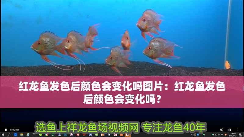 紅龍魚發色后顏色會變化嗎圖片：紅龍魚發色后顏色會變化嗎？