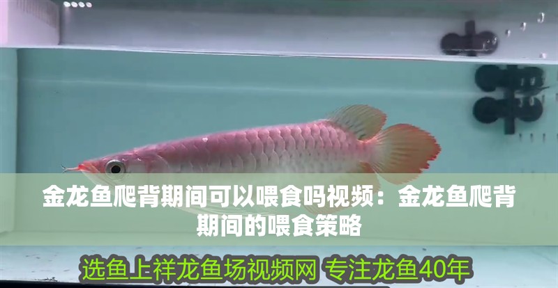 金龍魚(yú)爬背期間可以喂食嗎視頻：金龍魚(yú)爬背期間的喂食策略