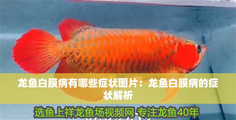 龍魚白膜病有哪些癥狀圖片：龍魚白膜病的癥狀解析