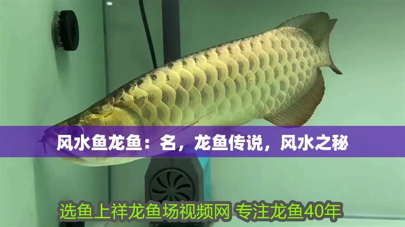 風水魚龍魚：名，龍魚傳說，風水之秘