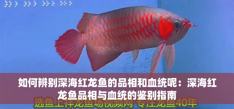 如何辨別深海紅龍魚的品相和血統(tǒng)呢：深海紅龍魚品相與血統(tǒng)的鑒別指南