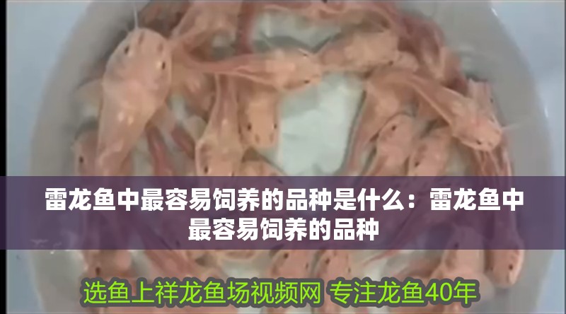 雷龍魚中最容易飼養的品種是什么：雷龍魚中最容易飼養的品種