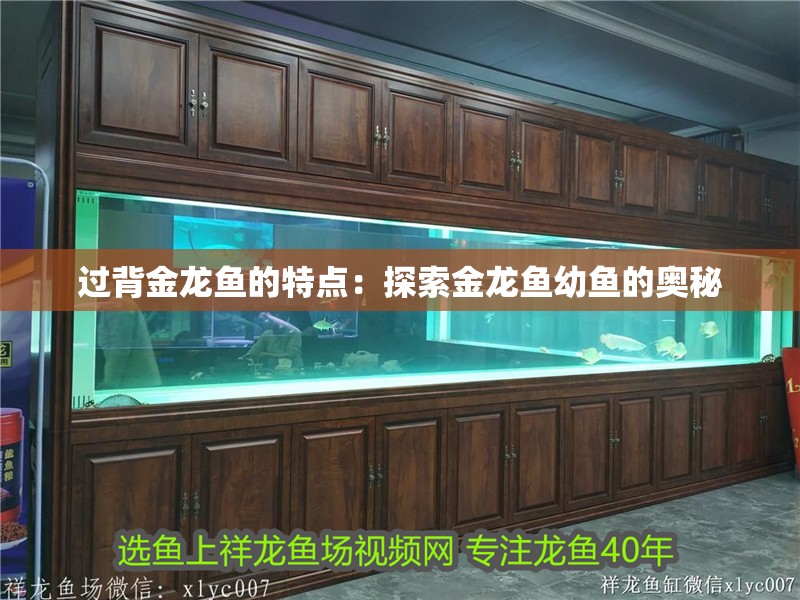 過背金龍魚的特點：探索金龍魚幼魚的奧秘