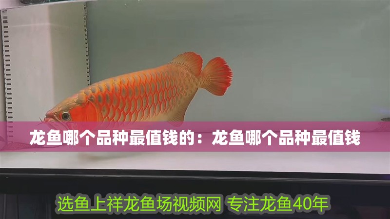 龍魚(yú)哪個(gè)品種最值錢(qián)的：龍魚(yú)哪個(gè)品種最值錢(qián)