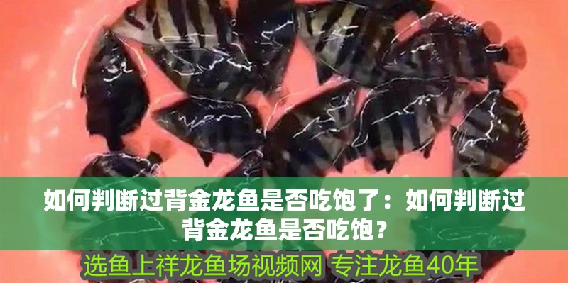 如何判斷過背金龍魚是否吃飽了：如何判斷過背金龍魚是否吃飽？