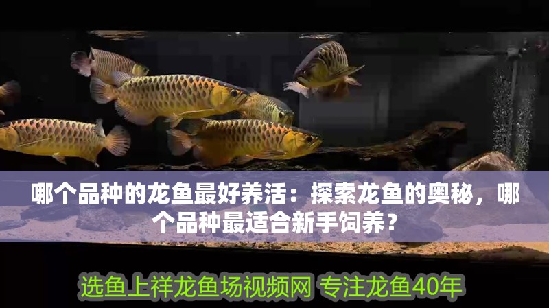 哪個品種的龍魚最好養活：探索龍魚的奧秘，哪個品種最適合新手飼養？