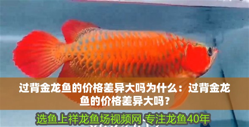 過背金龍魚的價格差異大嗎為什么：過背金龍魚的價格差異大嗎？
