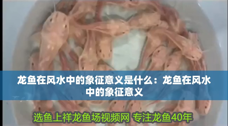 龍魚在風水中的象征意義是什么：龍魚在風水中的象征意義