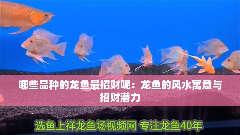 哪些品種的龍魚最招財呢：龍魚的風水寓意與招財潛力